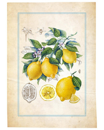 Torchons - Fruits Citrons - Mercerine